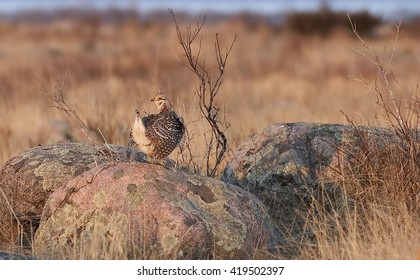 A Sharp-Tailed Grouse, Tympanuchus Phasianellus, In Spring