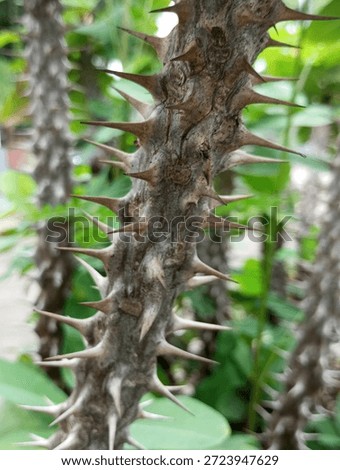 The sharp-thorned euphorbia flower tree