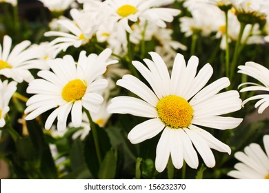 Shasta Daisy Flower