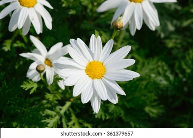 Shasta Daisy Flower