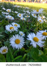 Shasta Daisy At Victoria Park, Auckland