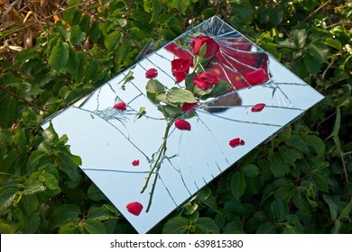 Shattered love: Red rose on a shattered broken mirror, a concept reflecting a relationship or marriage in crisis or broken.