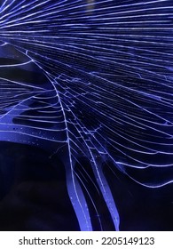 A Shattered Screen, Blue Lights