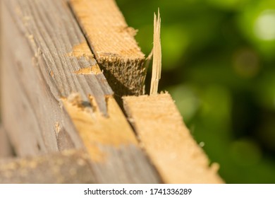 Shattered Wood With Chipping In The Garden