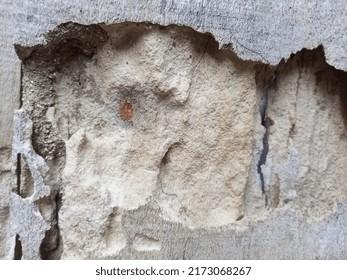 Shattered Wood Eaten By Termite 