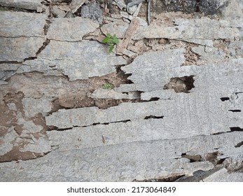 Shattered Wood In The Garden