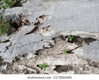 Shattered Wood On Winter In The Backyards 