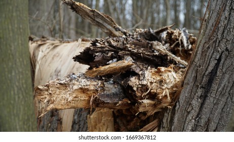 Shattered Wood With A Perspective