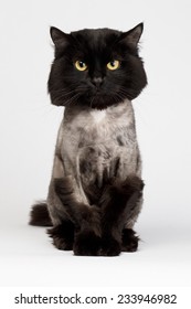 Shaved Black Cat On White Background