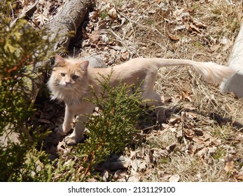 Shaved Cat Roams The Wild