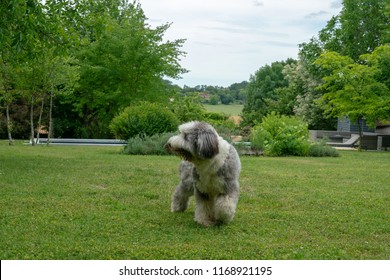 Shaved Or Short Hair Old English Sheperd Sheepdog