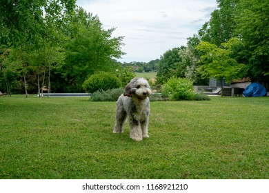 Dog Shaving Images Stock Photos Vectors Shutterstock