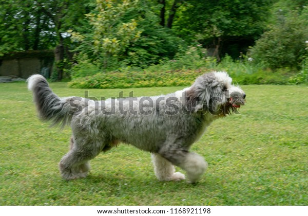 Shaved Short Hair Old English Sheperd Animals Wildlife Stock Image