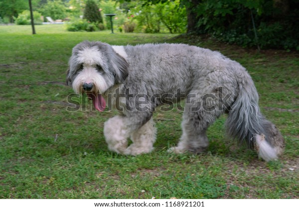 Shaved Short Hair Old English Sheperd Animals Wildlife Stock Image