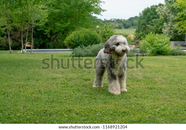 Shaved Short Hair Old English Sheperd Royalty Free Stock Image