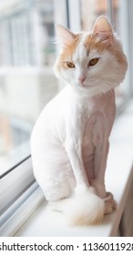 A Shaved White Beige Cat Sits On The Windowsill.