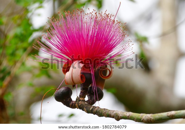 Shaving Brush Tree, Dr. Seuss Tree, or Amapolla Tree\
(Pseudobombax ellipticum), Pink Plant like a Banana with Straight\
Tips