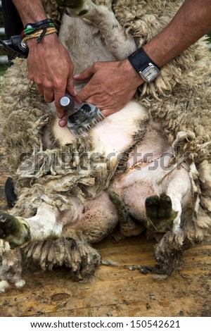 Shaving sheep