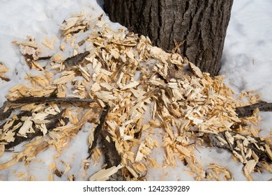 Shavings At The Base Of A Dead Tree In The Snow Near Rangeley, Maine, Likely Made By A Black Bear In Early Spring.