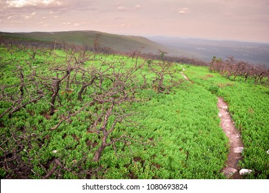 Shawangunk Ridge Dwarf Pine Barrens After Forest Fire