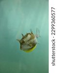 Shaws cowfish or a painted boxfish.   sometimes call stripped cowfish too.   Live in the reefs in Australia.