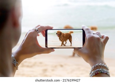 She Is Photographing A Dog On The Beach. Woman Taking A Photo With The Camera Of A Smartphone. Shooting A Picture Of Her Pet With A Mobile Phone.