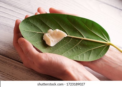 Shea Butter On A Fresh Green Leaf In The Palms Of The Hands