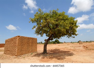 Shea Butter Plant