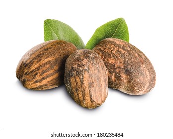 Shea Nuts Isolated With Leaves