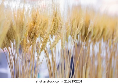 Sheaf Of Golden Wheat Ears At Agricultural Exhibition, Trade Show - Close Up View. Cultivation, Organic, Botanic, Harvest Concept