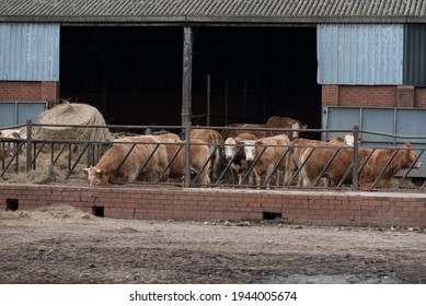 Sheaf Of Hay In A Bull Pen, UK.