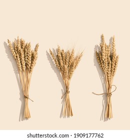 Sheaf Of Wheat Ears Close Up On Set Sail Champagne Color Background. Natural Cereal Plant, Harvest Time Concept. Flat Lay