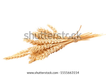 Sheaf of wheat ears isolated on a white background.