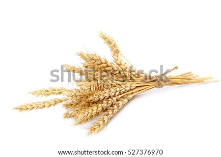 Sheaf of wheat ears isolated on white background.
