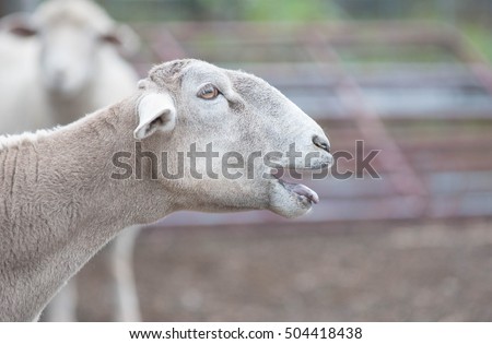 A sheared sheep bleats. 