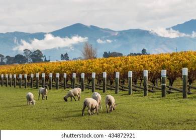 sheared sheep grazing in autumn vineyard