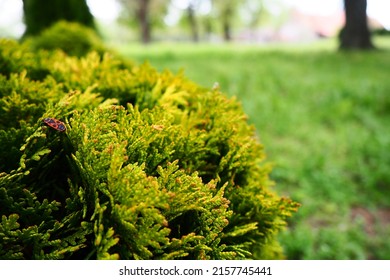 Sheared thuja on the lawn. Shaping the crown of thuja. Garden and park. Floriculture and horticulture. Landscaping of urban and rural areas. Yellow-green leaves and needles of coniferous plant.