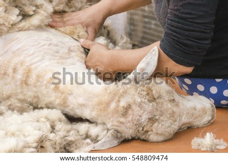 Shearing. Man's hand with scissors cuts the hair with a white sheep
