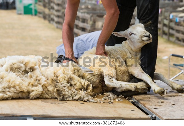 497 Sheep Sheering Images, Stock Photos & Vectors | Shutterstock