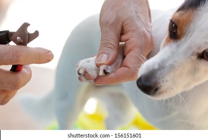 Shears For Cutting The Nails Of The Dog.