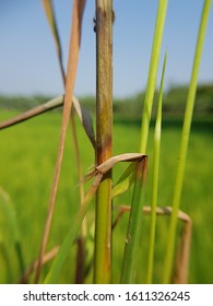 Sheath blight disease on rice caused bay Rhizoctonia solani fungi. - Shutterstock ID 1611326245