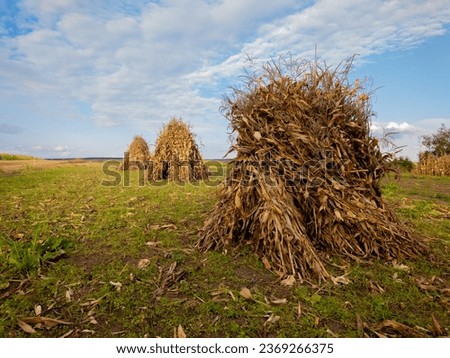 Sheaves of dry corn in an autumn field at sunset. Rural autumn landscape.