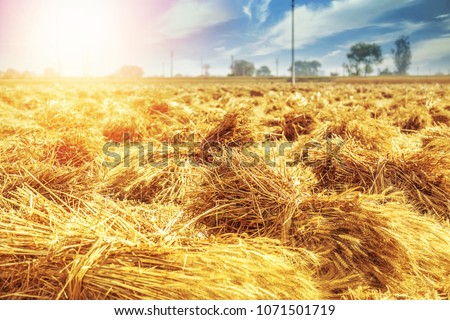 Sheaves of Wheat Bundles of wheat stalks dry in the afternoon sun on a farm in India