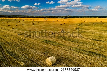 Sheaves of wheat on a picturesque field under a blue sky during the harvest