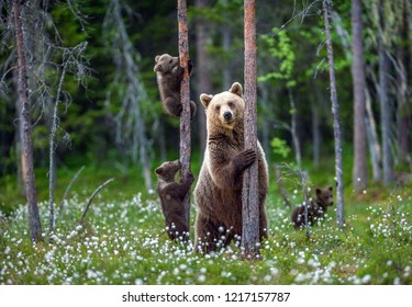 She-bear and bear cubs in the summer forest on the bog among white flowers. Natural Habitat. Brown bear, scientific name: Ursus arctos. Summer season. - Shutterstock ID 1217157787