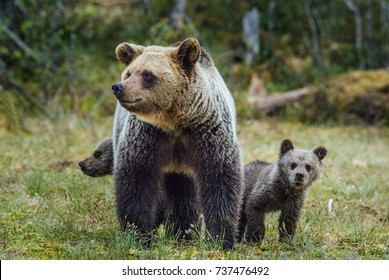 She-Bear and Cubs of Brown bear (Ursus Arctos Arctos) on the swamp in the summer forest. Natural green Background - Shutterstock ID 737476492