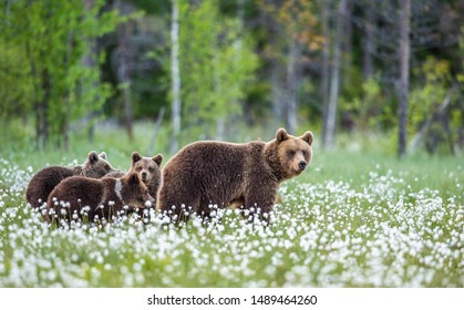 4,974 Bear Cub In The Woods Images, Stock Photos & Vectors | Shutterstock