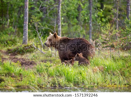 Similar – Brown Bear Adventure