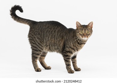 5,988 Raise tail Images, Stock Photos & Vectors | Shutterstock