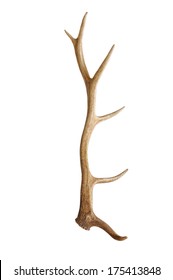 Shed Antler From A Tule Elk Isolated On White